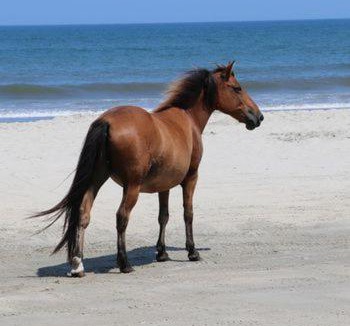 Corolla Hotel | Wild Horse Inn