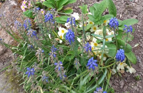 Lignieres-Orgeres House | Wildberry cottage