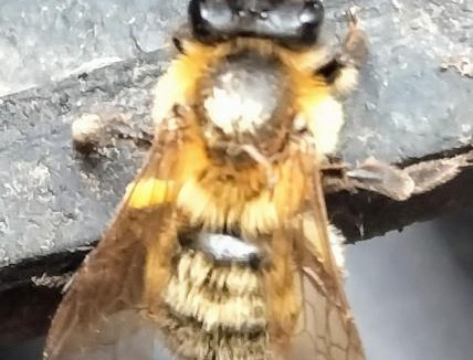 Crowle Resort | Willows 104 Caravan - 7 Lakes