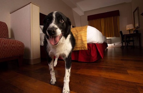 Saint Stephens Hotel | Wind River Hotel and Casino