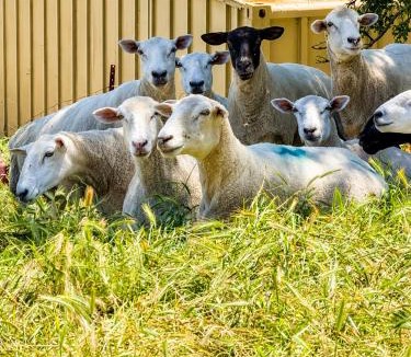 Shenandoah Valley House | Wine Country Retreat with Sheep Neighbors
