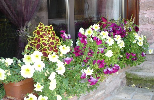 Julienas House | Winegrower's house in the heart of the vineyards, breathtaking views, guaranteed peace and quiet