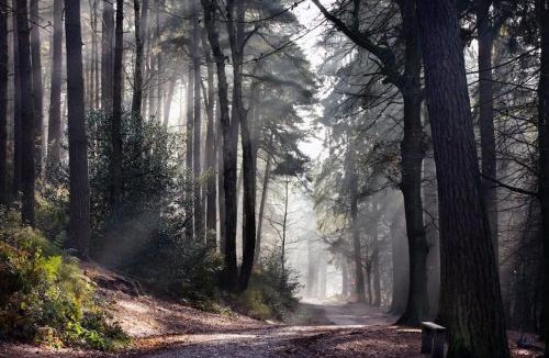 Birmingham Apartment | Wonderful Stay With Nature & Fun