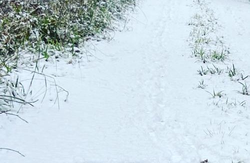 Hoddesdon House | Woodland Lodge