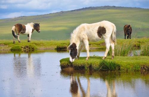 Saint Ann's Chapel Resort | Woodovis Park