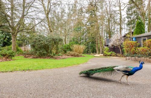 Willand House | Woodpeckers