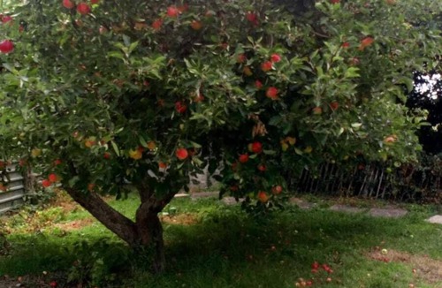 Spetchley House | Worcester Town Centre Home & Garden