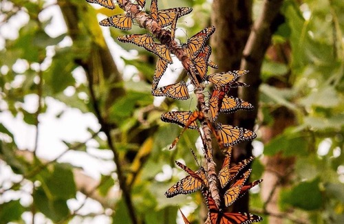 Champlain Other | Xyzfghh bft