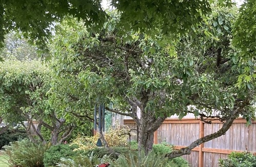 Sequim Cottage | Yellow Cottage!