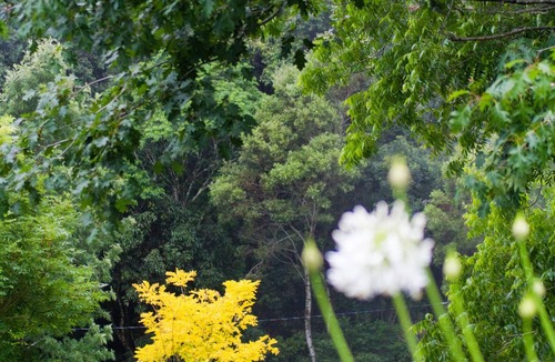 England Creek Cottage | Yellow Robin Cottage: Mt Glorious Getaways