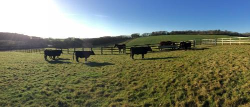 Yellowham Wood House | Yellowham Farm, Dorchester