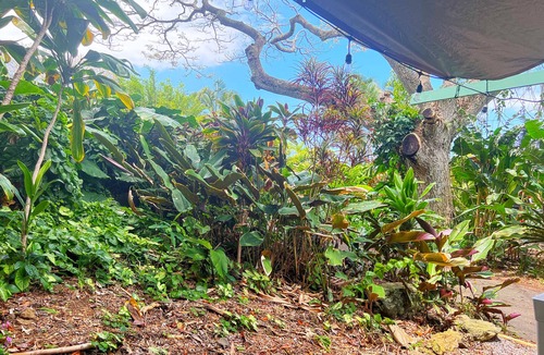 Kealakekua Cabin | Your adobe among the trees