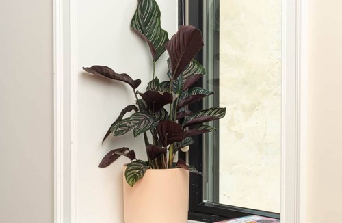 Queen Village Apartment | Yowie - Suite 306 Hideaway King