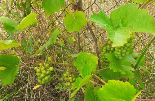 Cheniers House | Yvinet