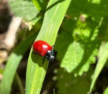 Saint-Quirin House | Z Lodges