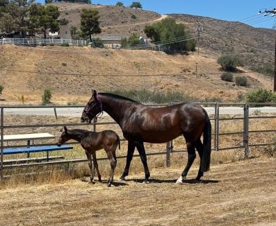 Santa Clarita Other | Zaromelranch