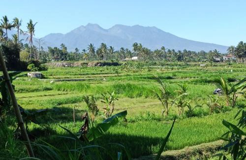 Kotaraja House | Zinzi's All-Inclusive Homestay