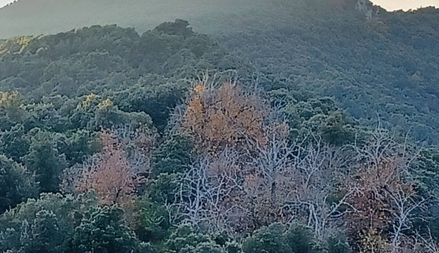 à 650 Metres d Altitude au Cœur de l Alta Rocca Entre Porto Vecchio et Propriano