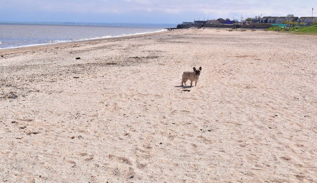 1 Bed Chalet - Sleeps 4 - Pets, Parking, Wifi