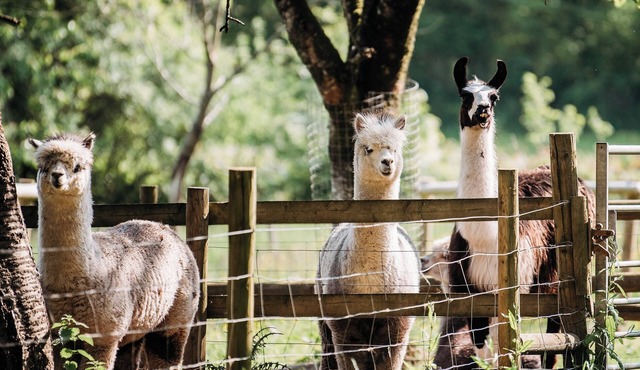 1 bedroom accommodation in St Dominick, near Saltash