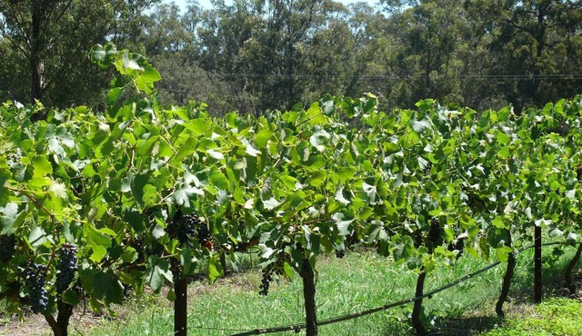 1 Bedroom Cottage, overlooking the Vineyard