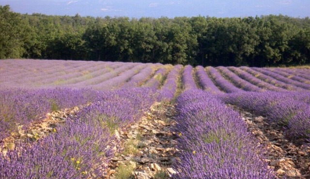 1 Bedroom Private vacation home in Saignon