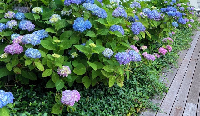 1 mile to the beach, this Quogue home has it all.