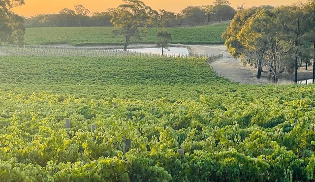 100 acres of Vineyard Perfection.