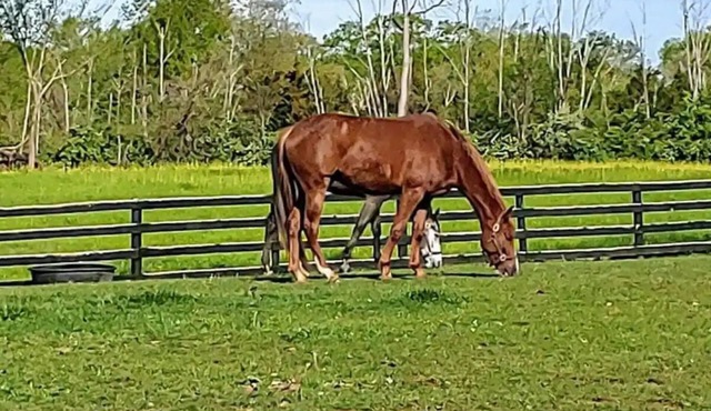 102 Acre Horse Farm! Bring your horse with you!