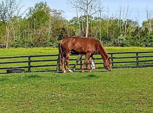 102 Acre Pet Friendly Horse Farm! Bring your horse too!