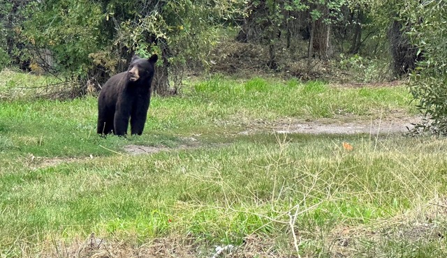 12 minutes to Grand Teton National Park. Pet Friendly.