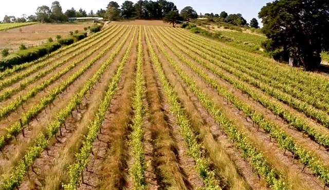 131 Your Vineyard Home in the heart of the Vale