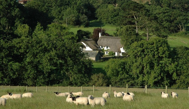 16th Century Thatched Cottage in an Acre of Mature Gardens