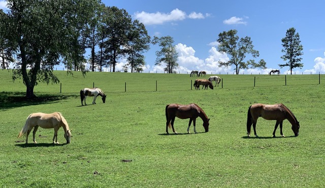 17 Acre Private Horse Farm~Fireplace~Hot Tub~Quiet~Secluded