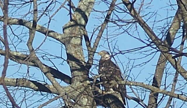 2 bdrm cottage on the Chippewa River