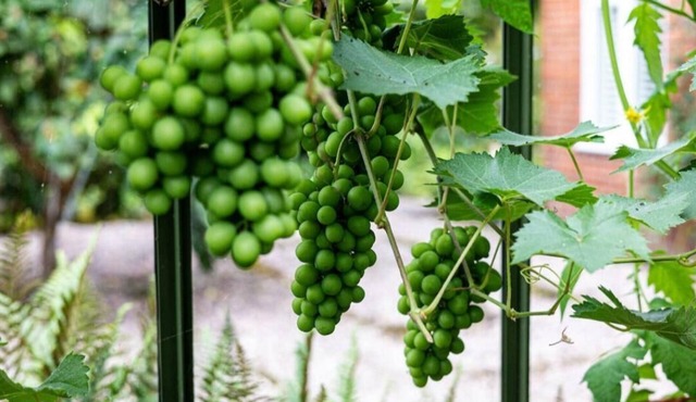 2-Bed Cottage Retreat Next to Famous White Horse!