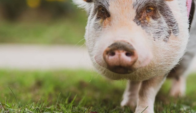 2 Bedroom 2 Bath - Pack House Cottage Lancaster County PA