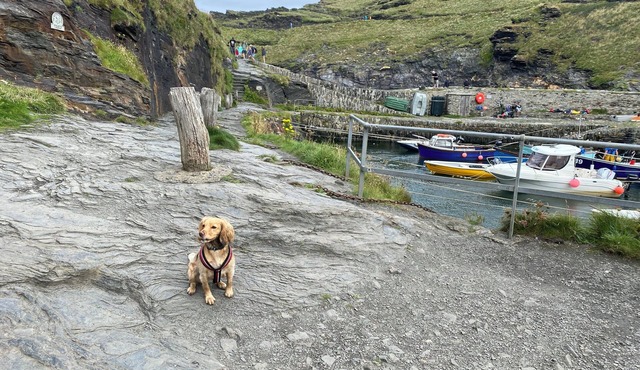 2 bedroom cottage: private parking, by harbour, pubs. Boscastle - North Cornwall