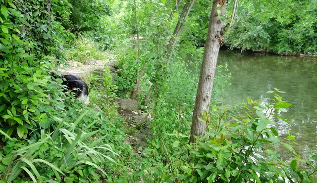 2 charming appartments, a garden and private bank of the river, in the city