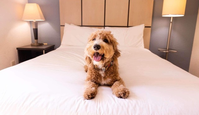 2 Classic 1BR Suites Perfect for Families Visiting NYC - Pets welcome