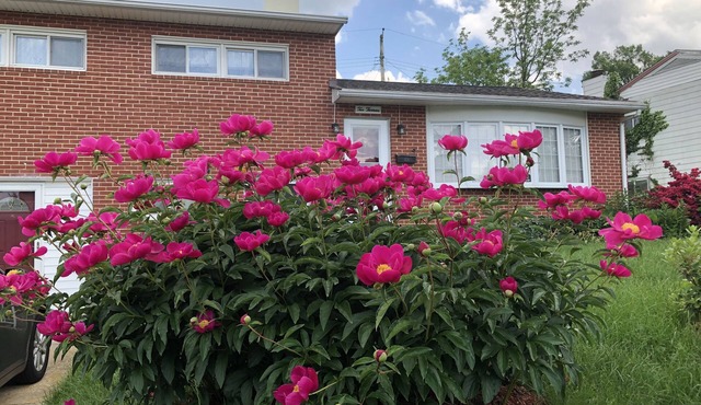 20% discount-Baltimore& DC Metro area