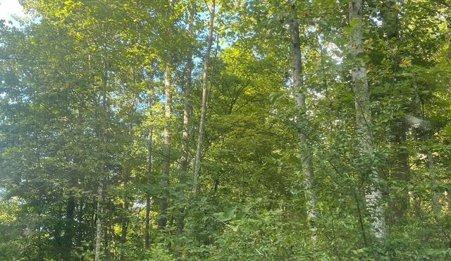 29 Beautifully Raw Acres to enjoy!!