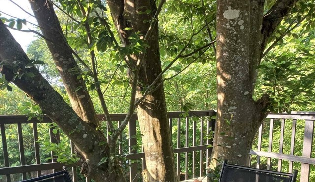 3-bedroom cottage (8 people) in the Landes overlooking a waterfall and stream