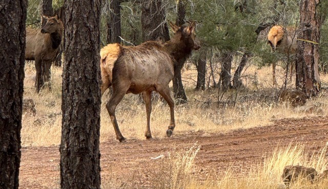 3-bedroom house in delightful Pinetop-Lakeside with WiFi, AC