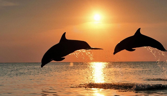 #303 A Luxury Resort at Little Harbor With Dolphins and Fishing Just Steps Away