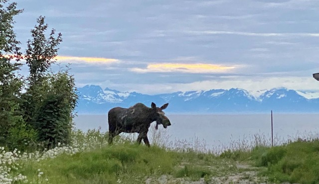 308 Moose Unit - Kenai Minutes from downtown and two blocks to the Beach!