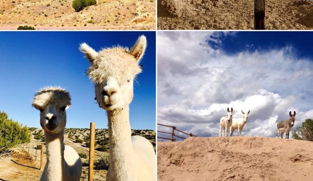 372+ Reviews, B & B style, Hot Tub, Horses, Alpacas, Mini Donkeys, 360 views!
