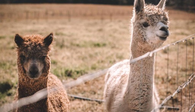 4 bedroom Cottage with swimming pool