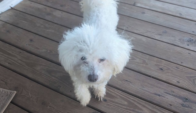 4-bedroom house in wonderful Philipsburg with WiFi, AC