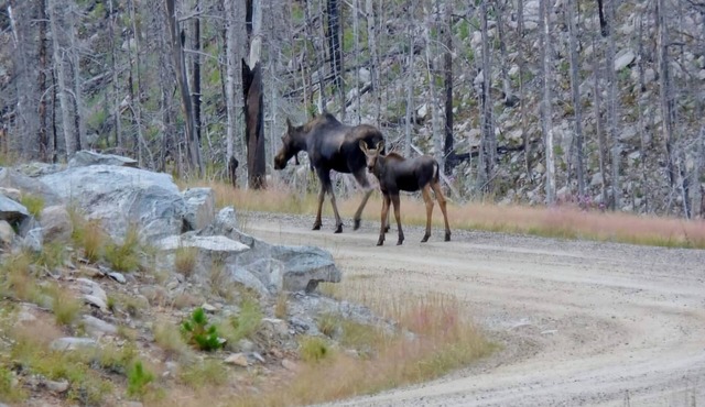 #4 Rustic cabin with AC in Absarokee - 2 bedrooms